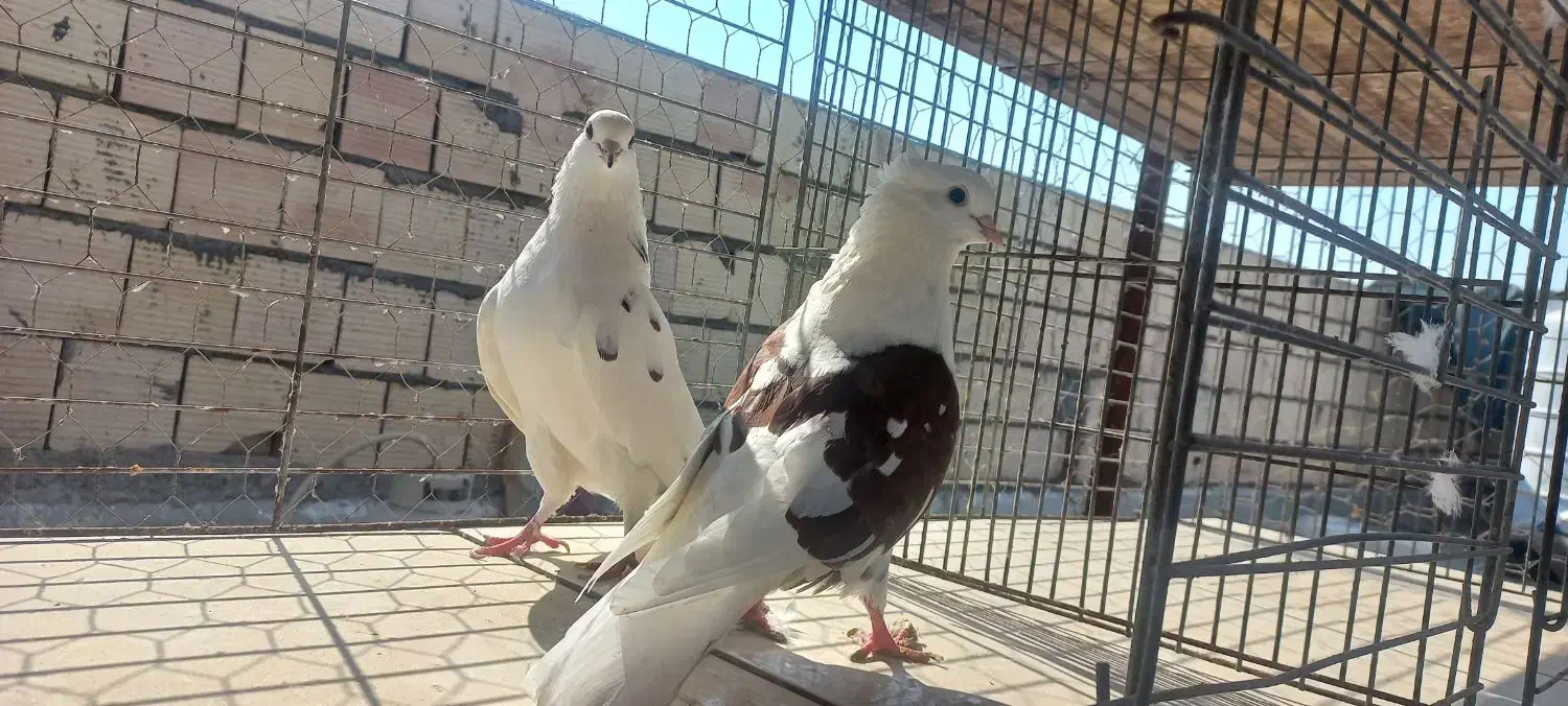 کبوتر دهنجور|پرنده|بندرعباس, |دیوار