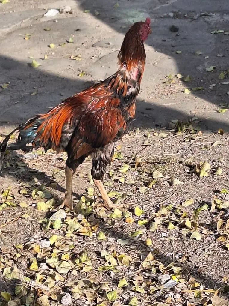 خروس لاری یکساله آخرای لکشه|حیوانات مزرعه|مشگین شهر, |دیوار