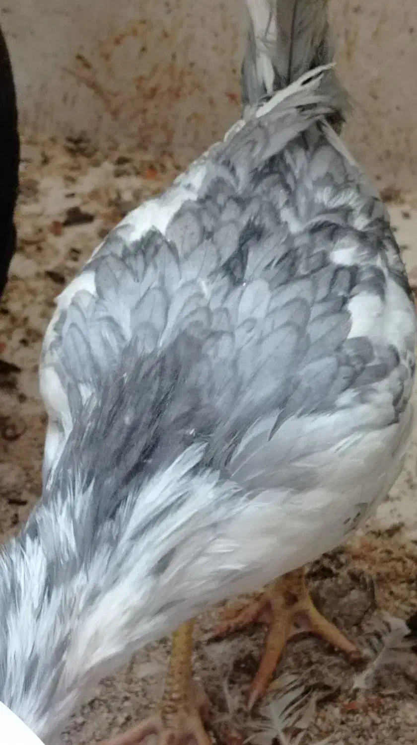 مرغ وخروس گلین طوسی (خروس)|حیوانات مزرعه|اصفهان, سروستان|دیوار