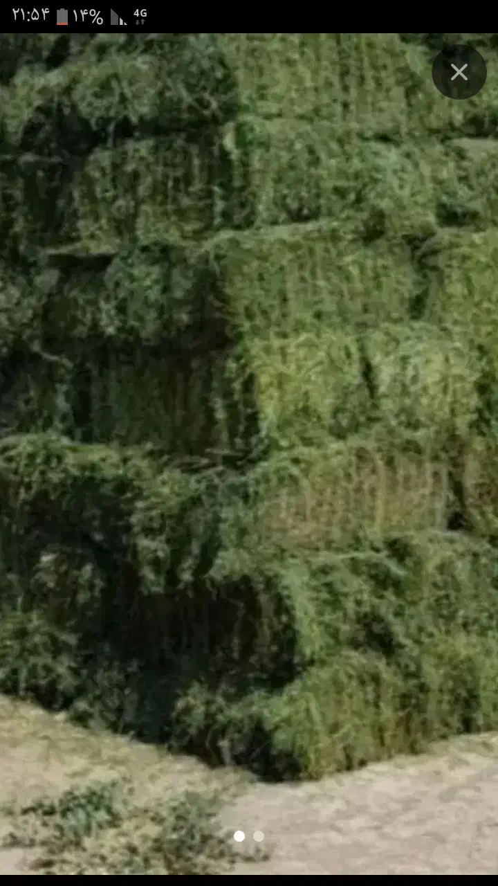 یونجه ۶۰عدد ۳۱هزار ممنون چین سه|لوازم جانبی حیوانات|لالجین, |دیوار