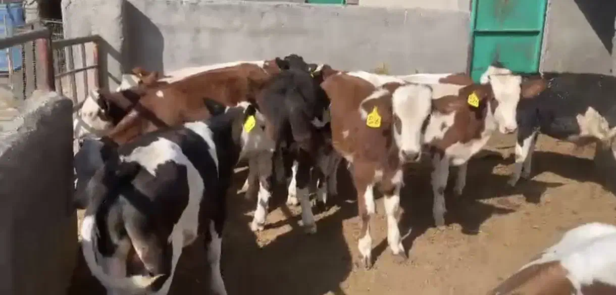 گوساله نر سمینتال|حیوانات مزرعه|اراک, |دیوار