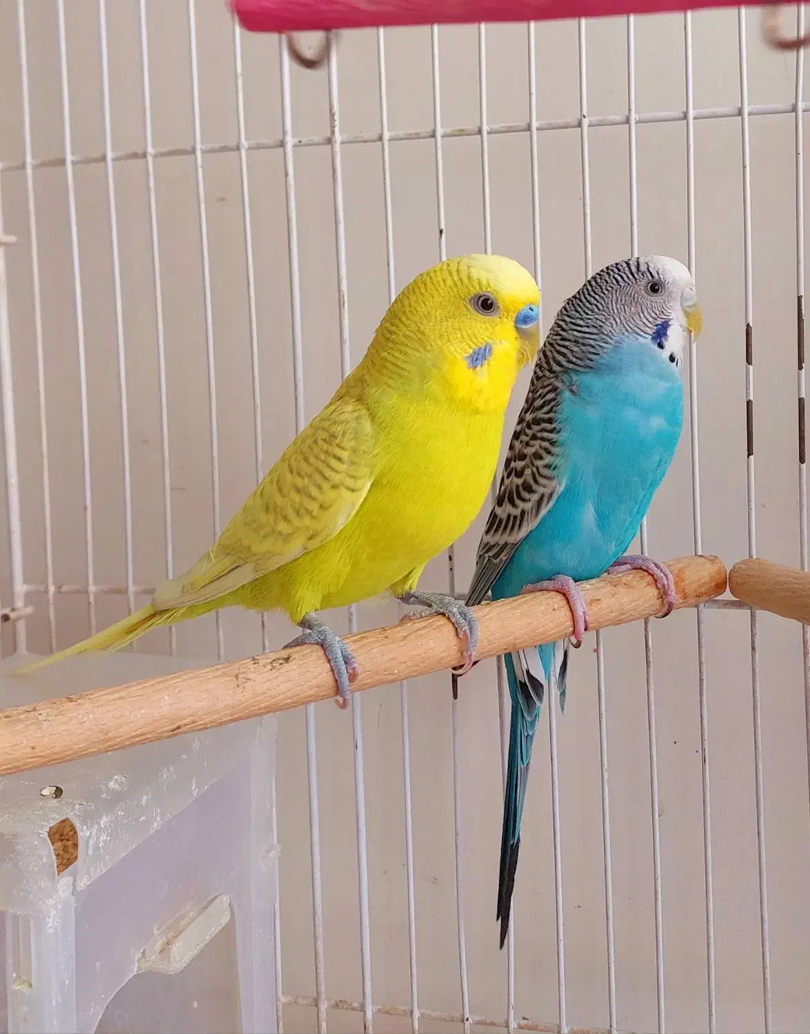 جفت مولد مرغ عشق|پرنده|قزوین, |دیوار