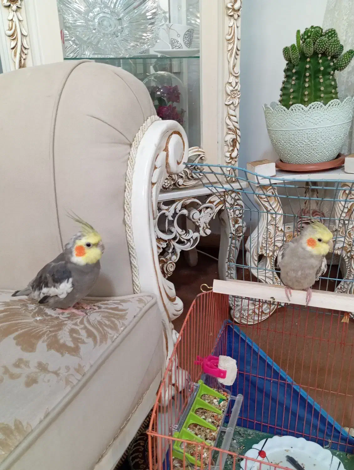 عروس هلندی|پرنده|اردبیل, |دیوار