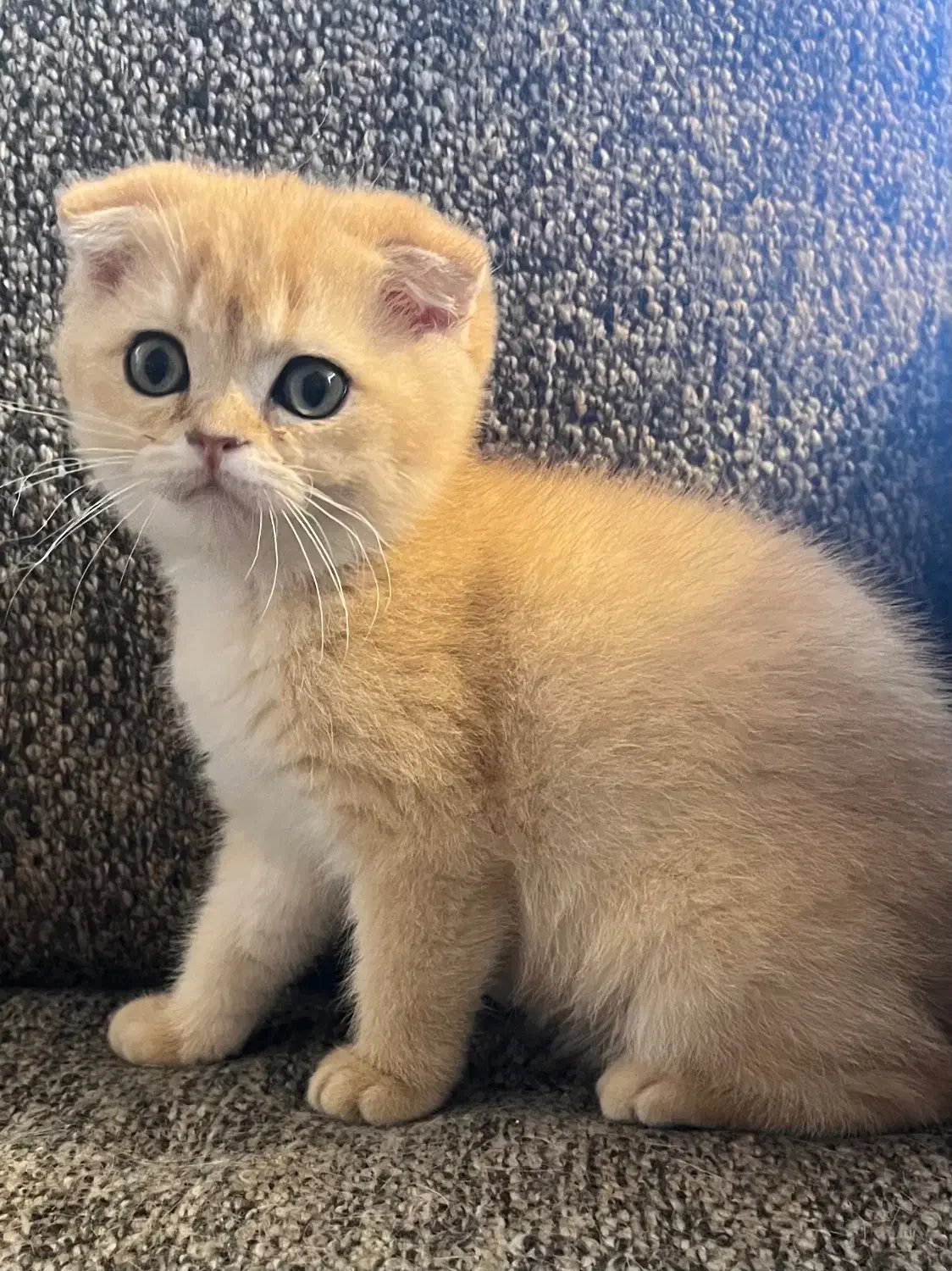 اسکاتیش گلد نر|گربه|کرج, عظیمیه|دیوار