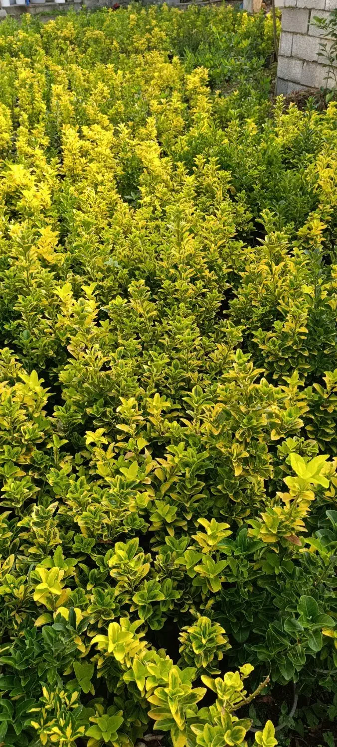 شمشاد طلایی ونعنایی تعداد 1300عدد موجوده|حراج|عباسآباد, |دیوار