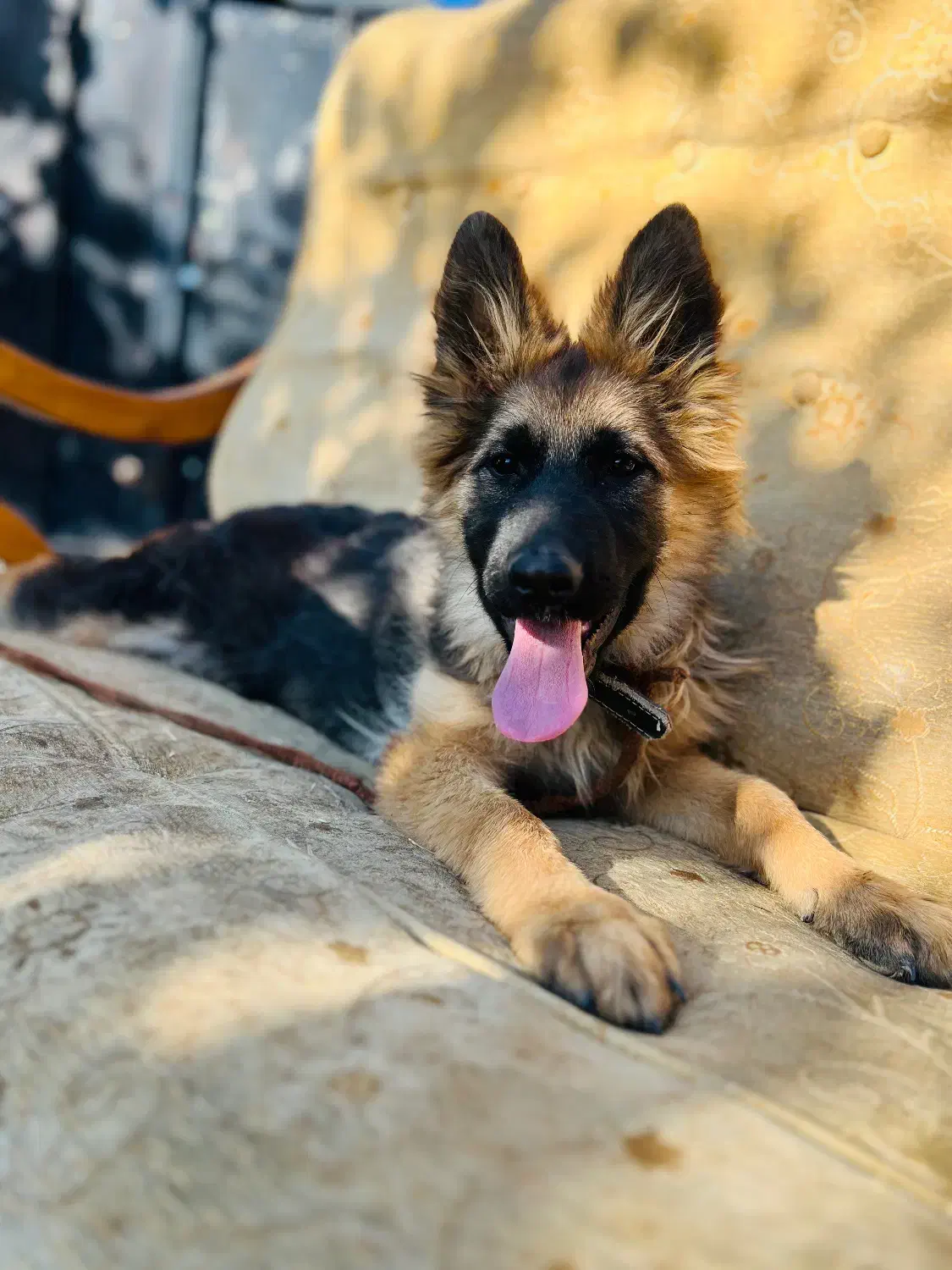 ژرمن شولاین|سگ|یاسوج, |دیوار