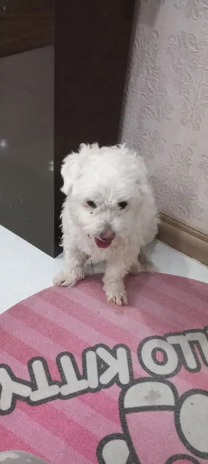 سگ سفید خارجکی|سگ|سیرجان, |دیوار