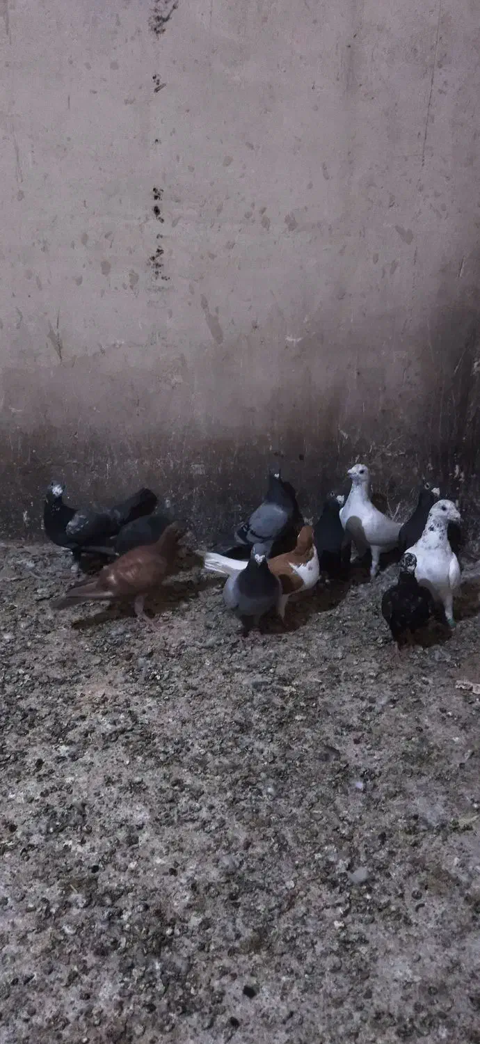 کفتر هوایی تبعیدی نروماده|پرنده|مه ولات, |دیوار