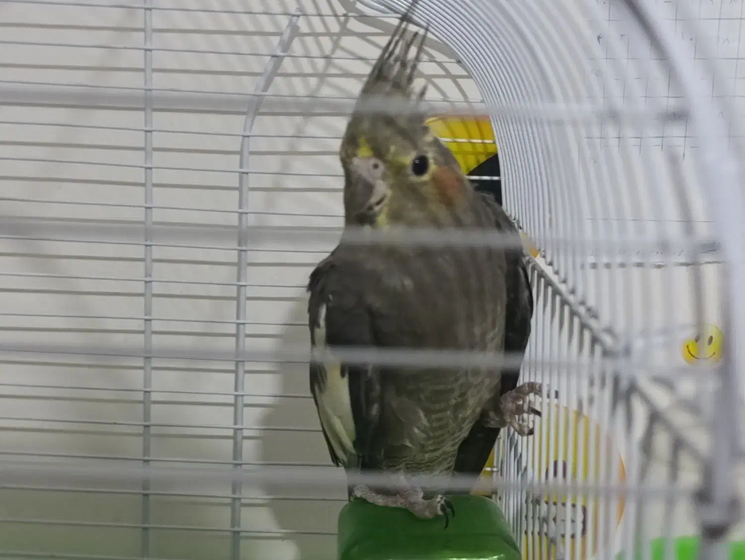 یک جفت عروس هلندی کار داده|پرنده|ارومیه, |دیوار