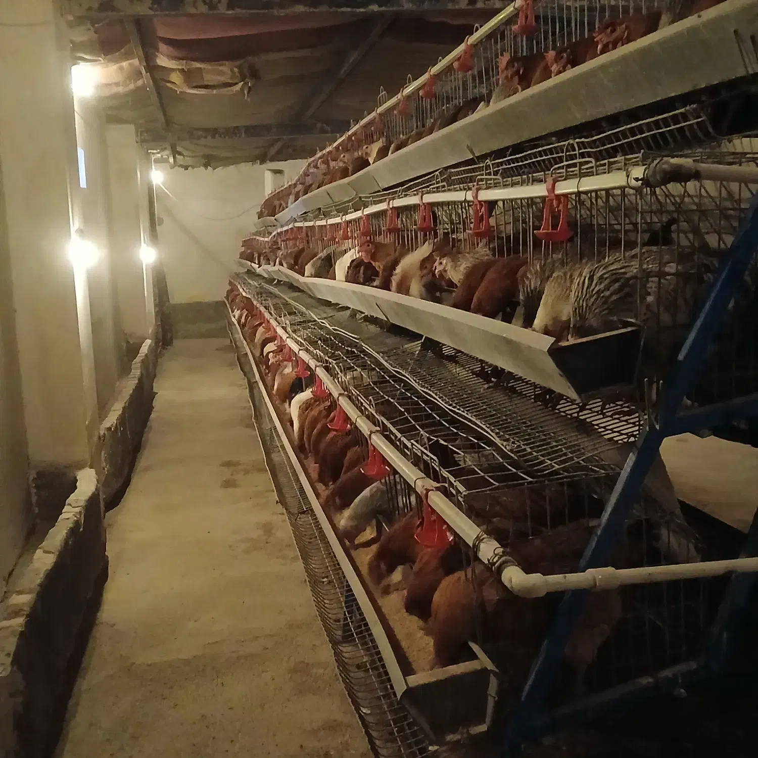 تخم مرغ محلی|عمده‌فروشی|تربت جام, نظامی|دیوار