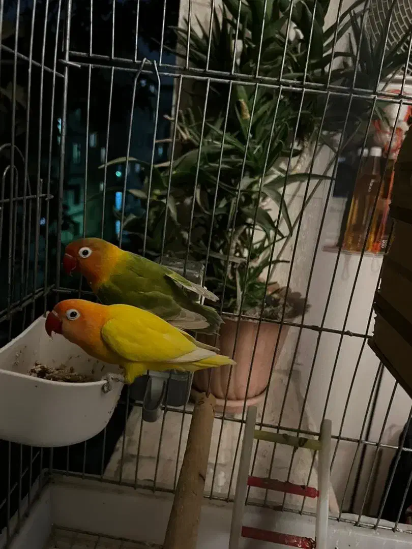 یک جفت طوطی برزیلی فیشر بالغ|پرنده|شهریار, شهریار|دیوار