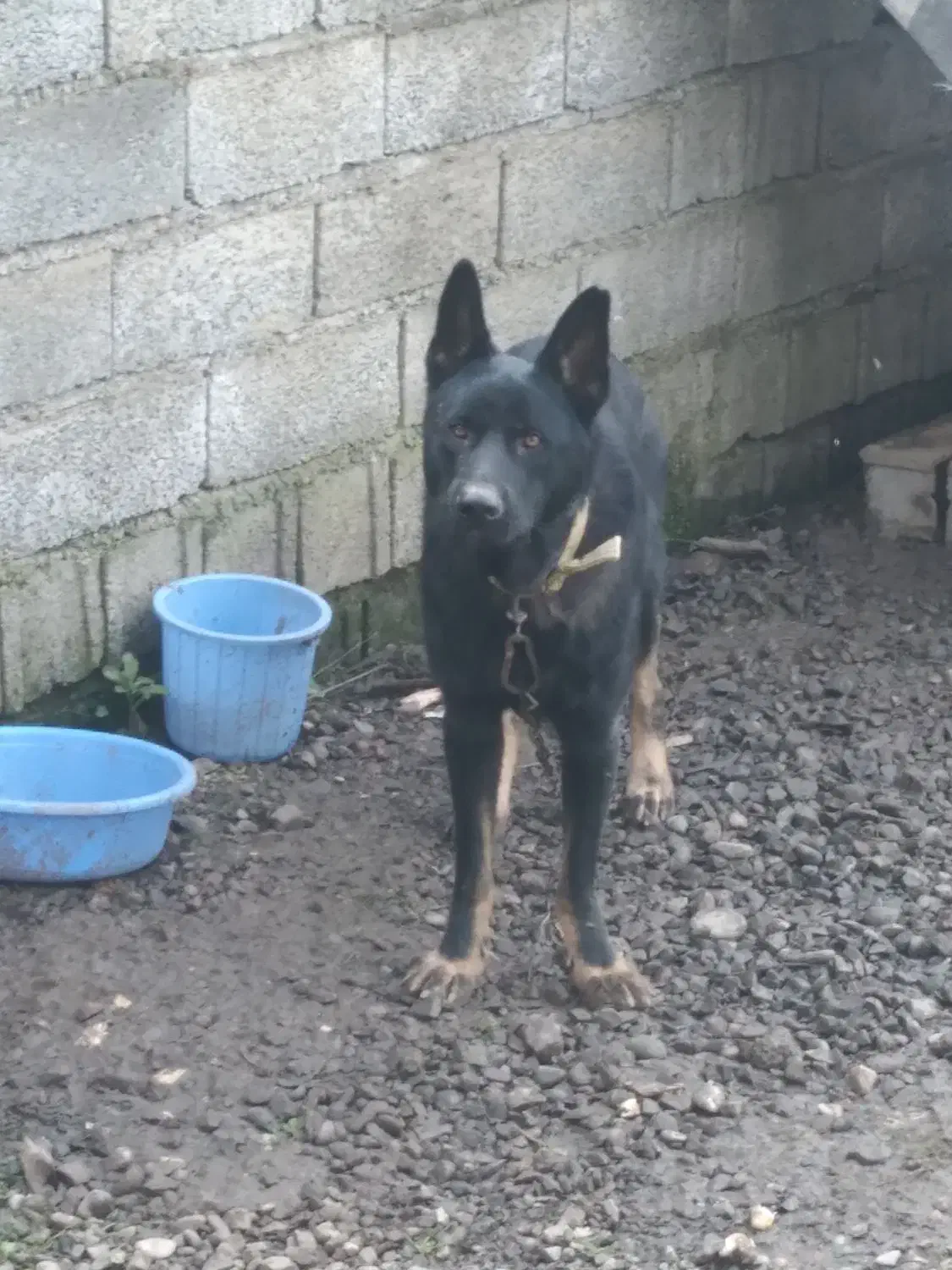 سگ ژرمن|سگ|املش, |دیوار