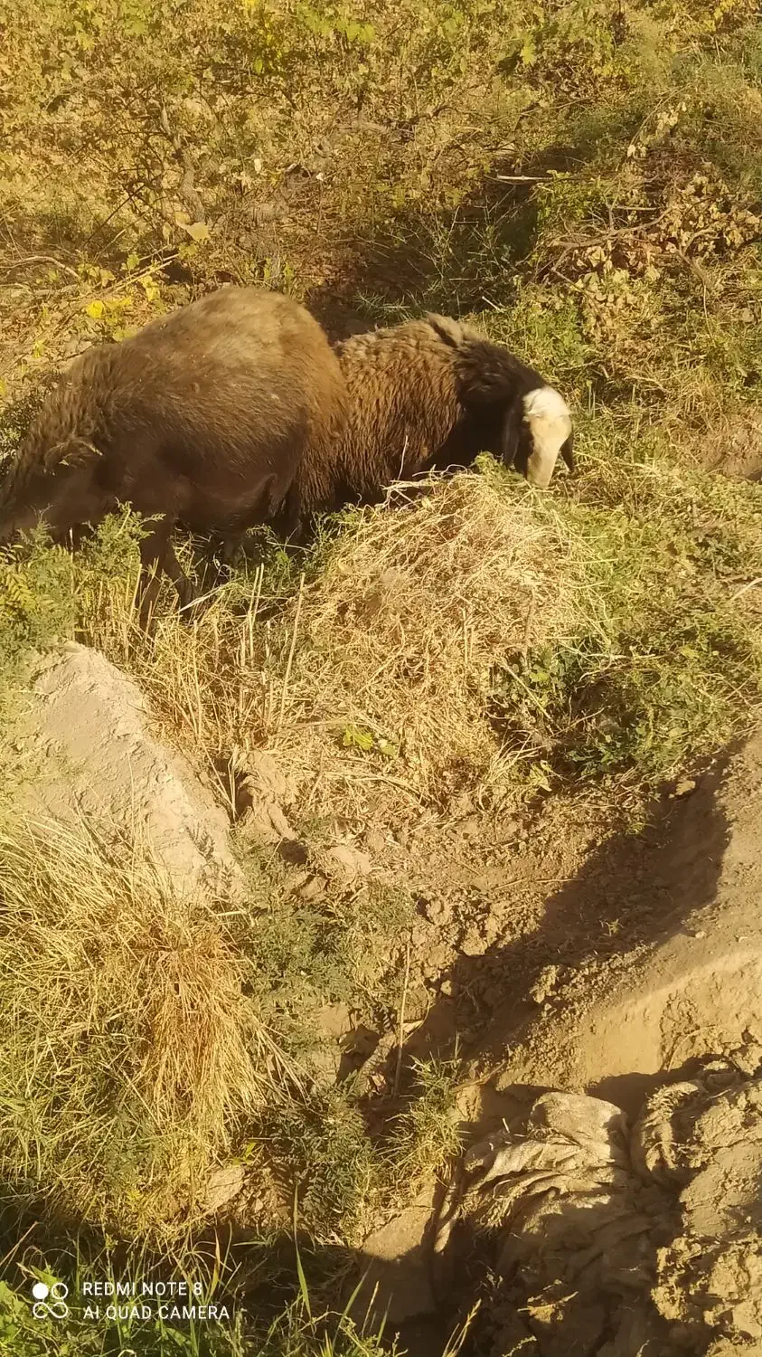 میش بره دار و آبستن|حیوانات مزرعه|شال, |دیوار