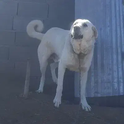 پژدرعالی|سگ|ساروق, |دیوار