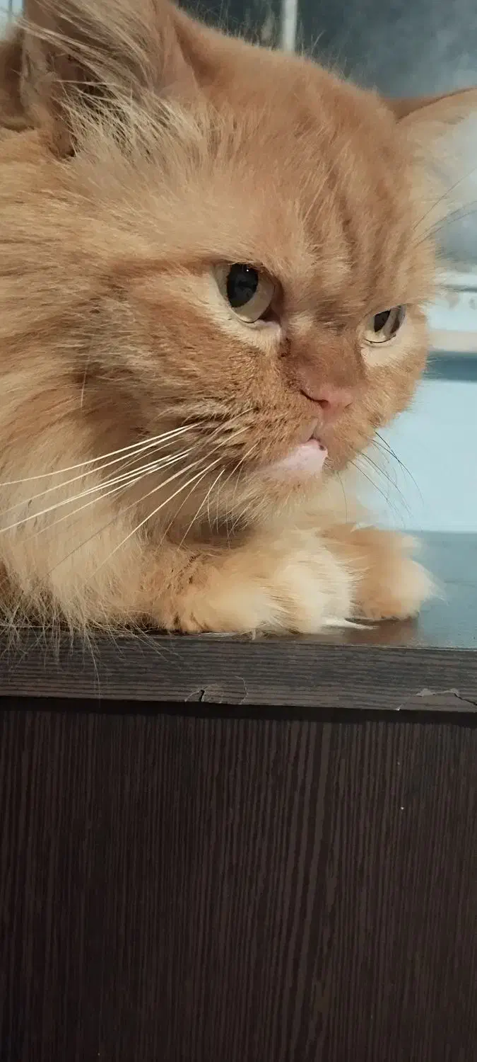 واگذاری رایگان|گربه|اردبیل, |دیوار