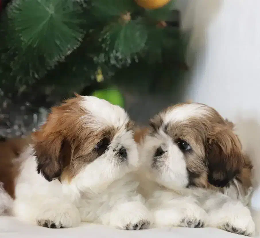 توله های نژاد شیتزو اصیل|سگ|تهران, صادقیه|دیوار