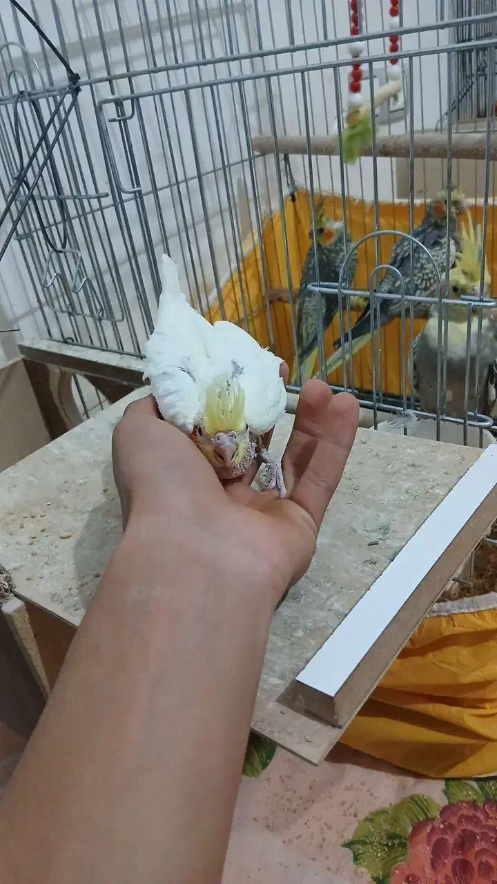 عروس هلندی|پرنده|سمیرم, |دیوار