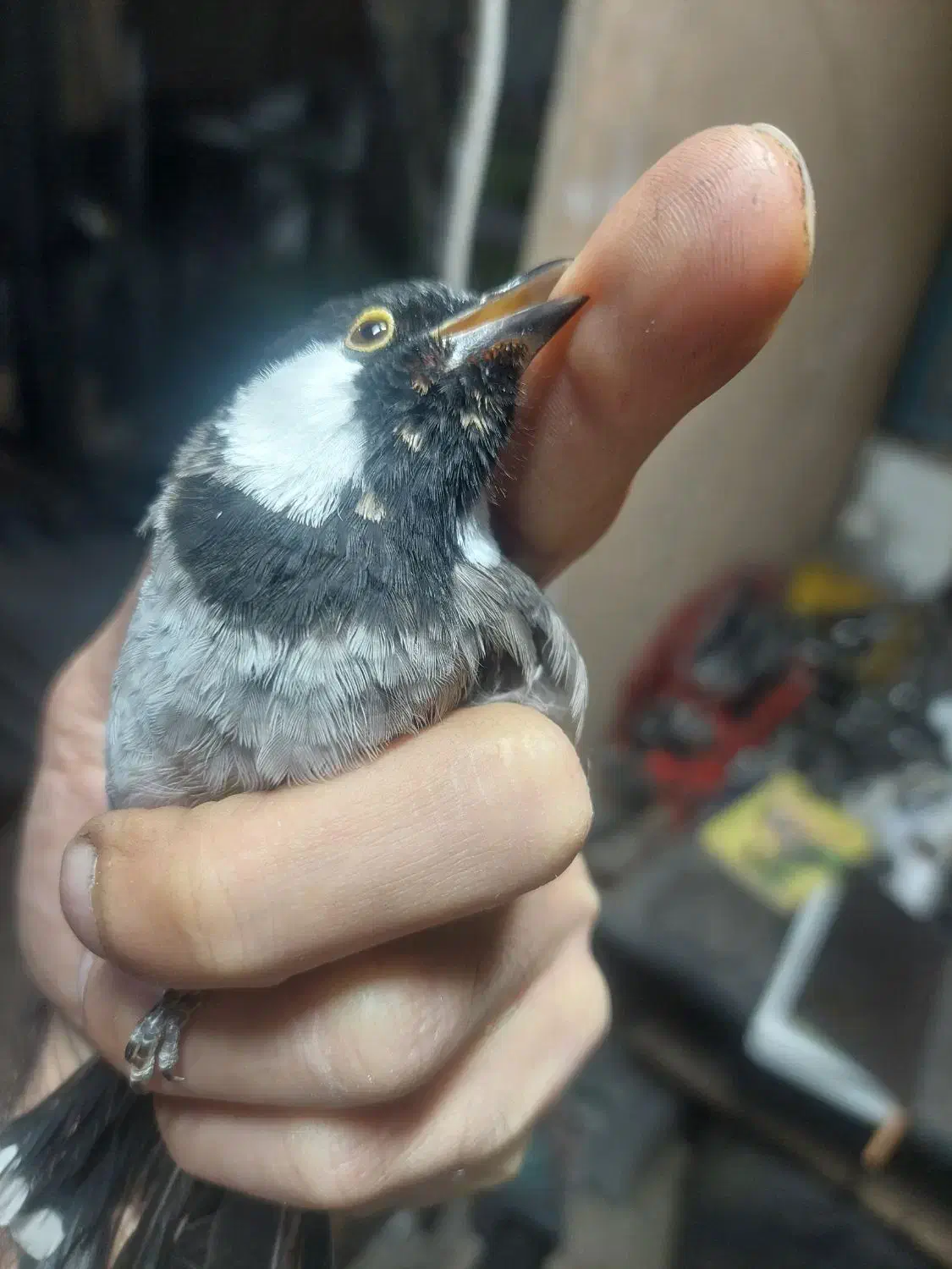 سهره|پرنده|فردیس, شهرک شهید حسینی|دیوار