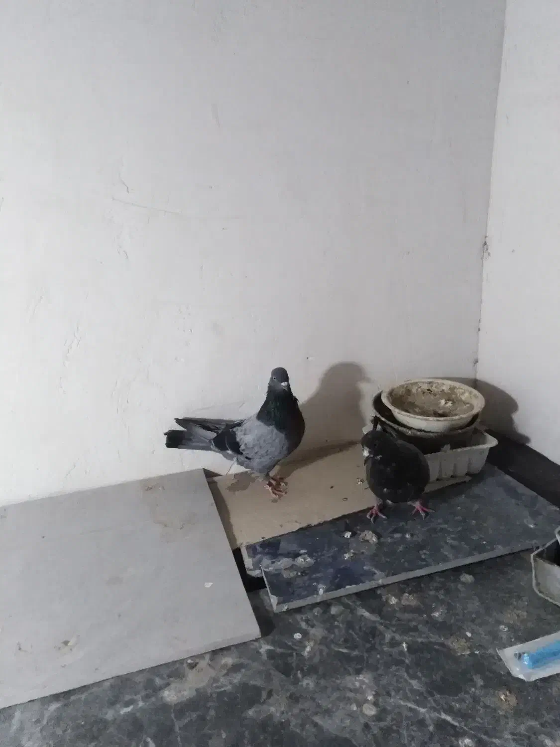 کبوتر پرشی سالم|پرنده|بابل, |دیوار