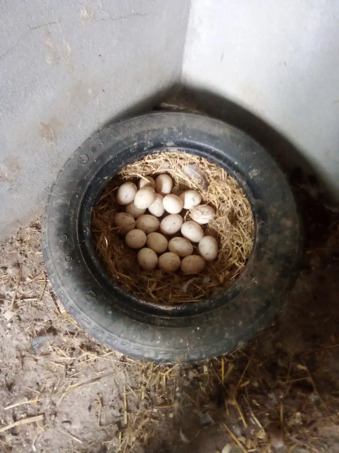 تخم اردک اسراییلی ومرغ|حیوانات مزرعه|رضوانشهر, |دیوار