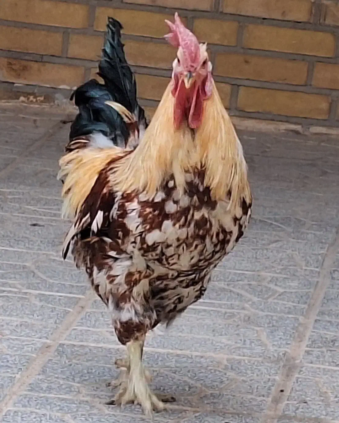 خروس خونگی|حیوانات مزرعه|یزد, |دیوار