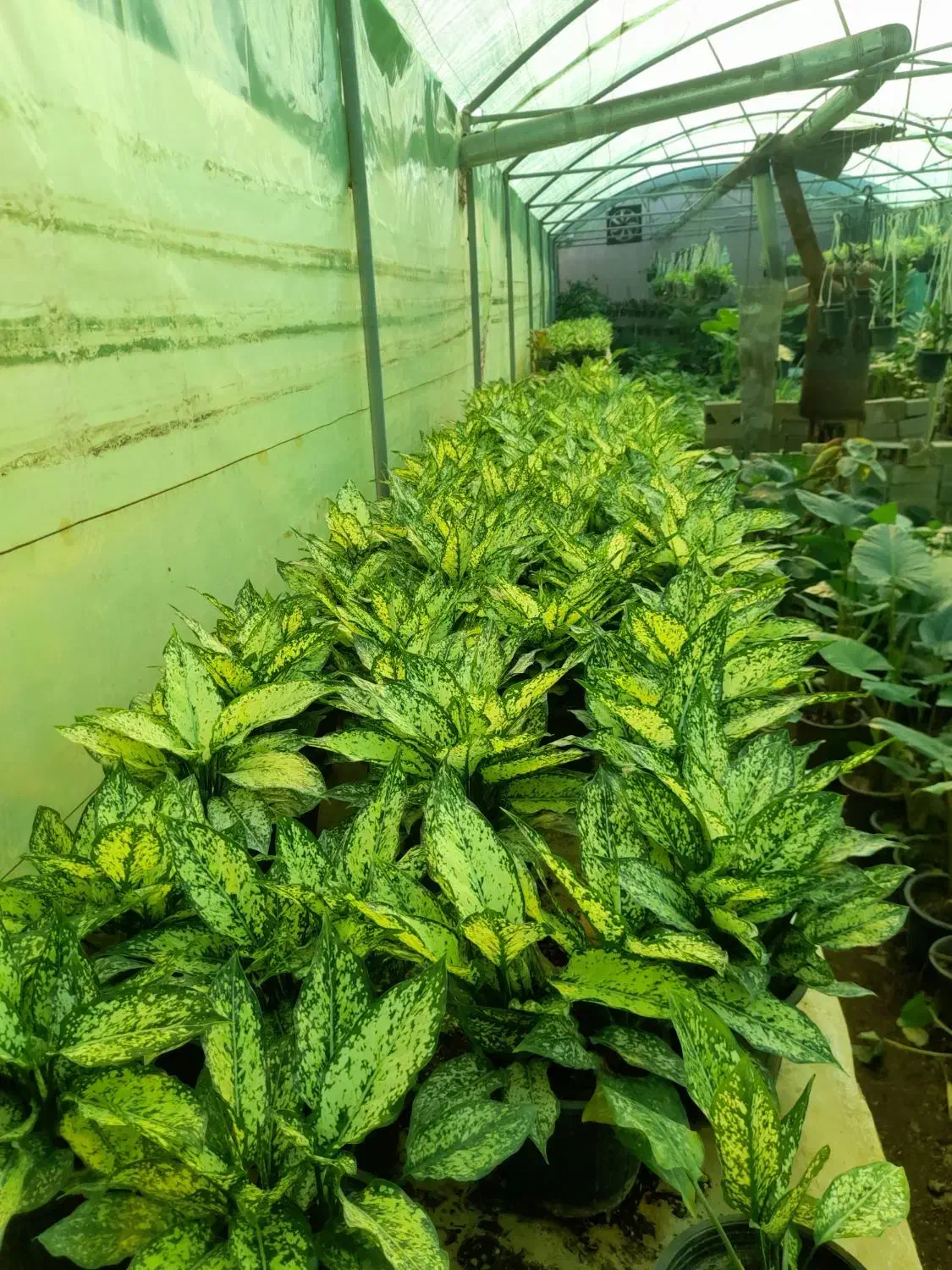 فروش عمده انواع گل های آپارتمانی|گل و گیاه طبیعی|بابل, |دیوار