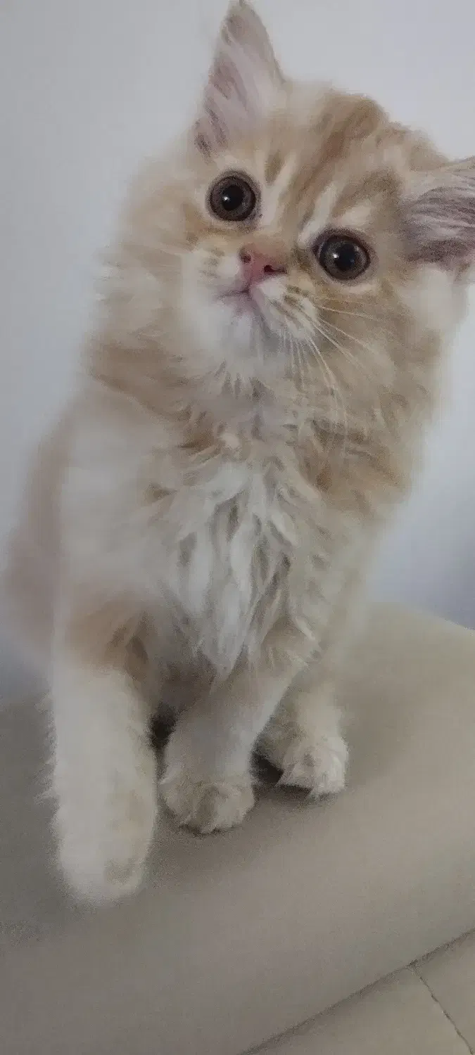بچه گربه۳ماهه پسر|گربه|پاکدشت, پاکدشت (مامازند)|دیوار