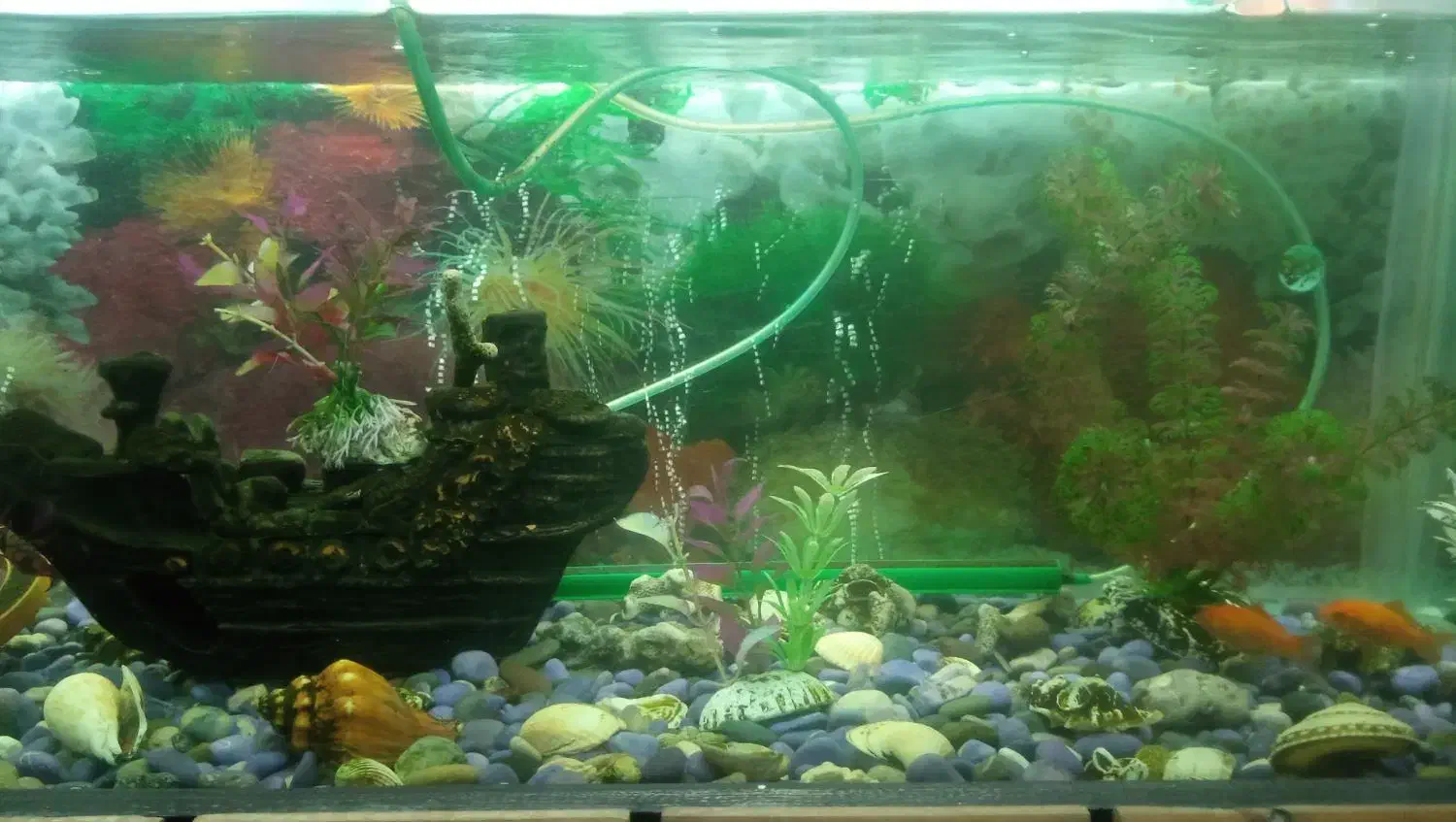 آکواریم|ماهی|ری, شهادت|دیوار