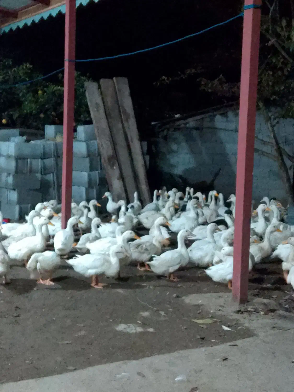 اردک محلی|حیوانات مزرعه|رضوانشهر, |دیوار