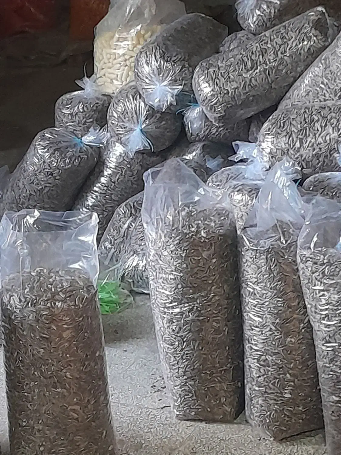 تخمه|خوردنی و آشامیدنی|نیشابور, دربقاضی|دیوار