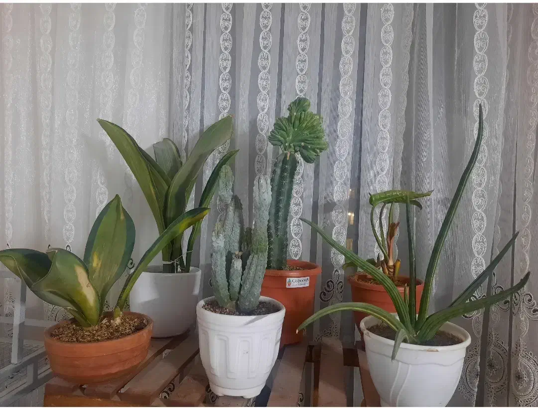 گل و گیاه|گل و گیاه طبیعی|رباطکریم, رباطکریم|دیوار