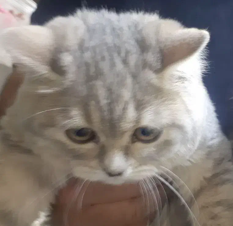 بریتیش|گربه|کرج, چمران|دیوار