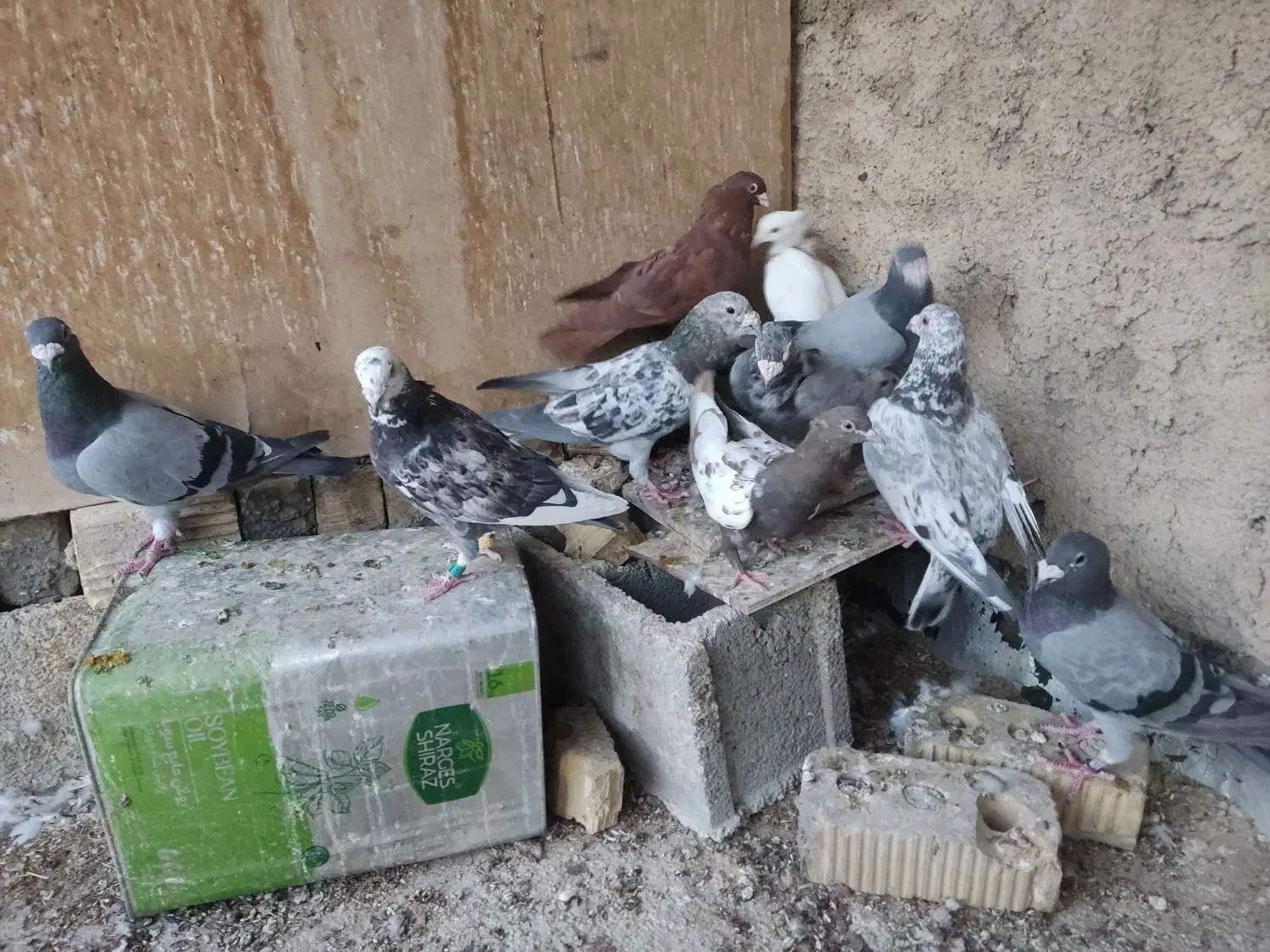 کبوتر|پرنده|شیراز, محمودآباد|دیوار