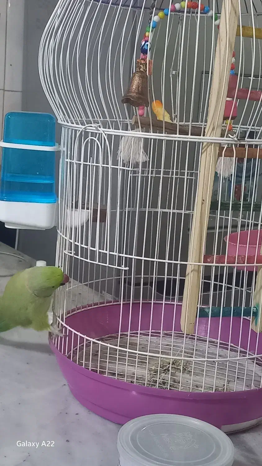 طوطی ملنگونر|پرنده|بم, |دیوار