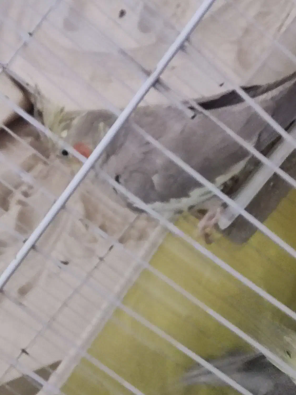 چهار عدد عروس هلندی با ۴تخم|پرنده|میناب, |دیوار