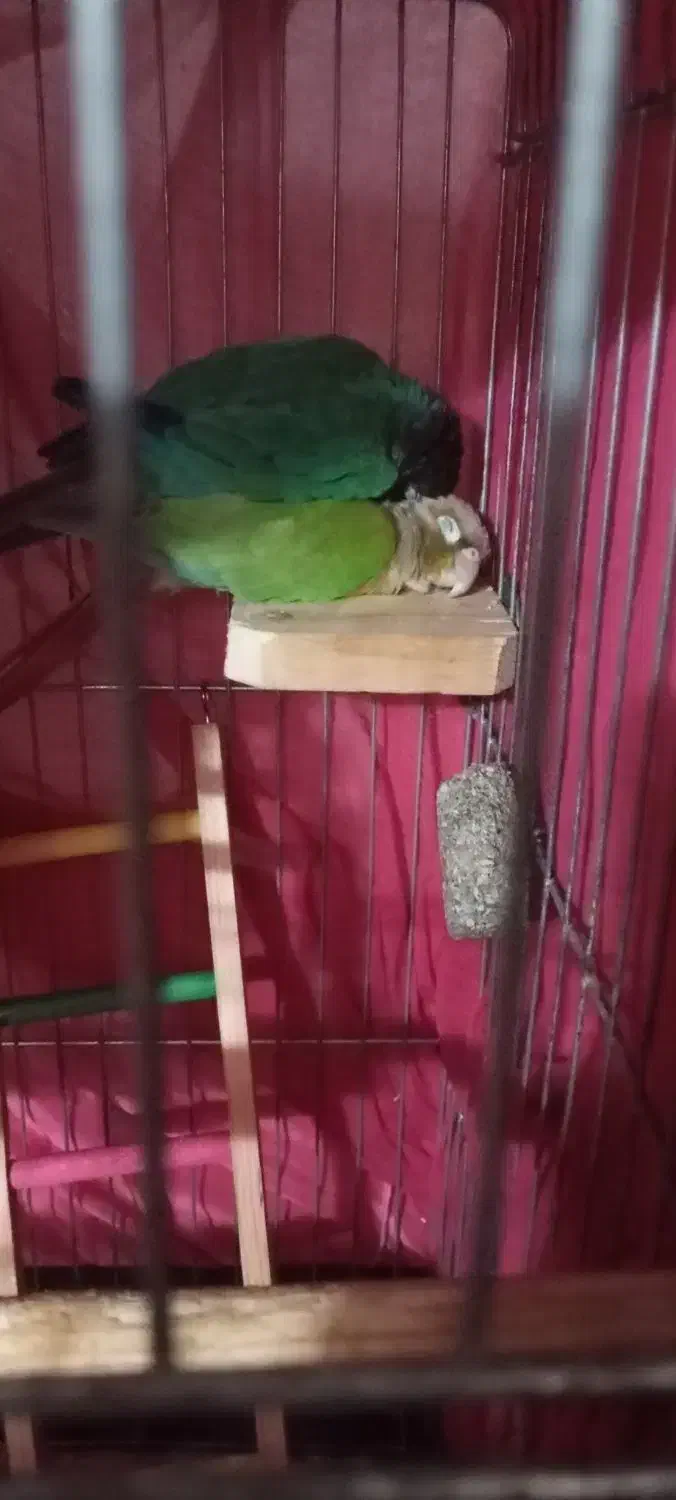 گیرینچیک سخنگو دو عدد|پرنده|گلستان (تهران), |دیوار