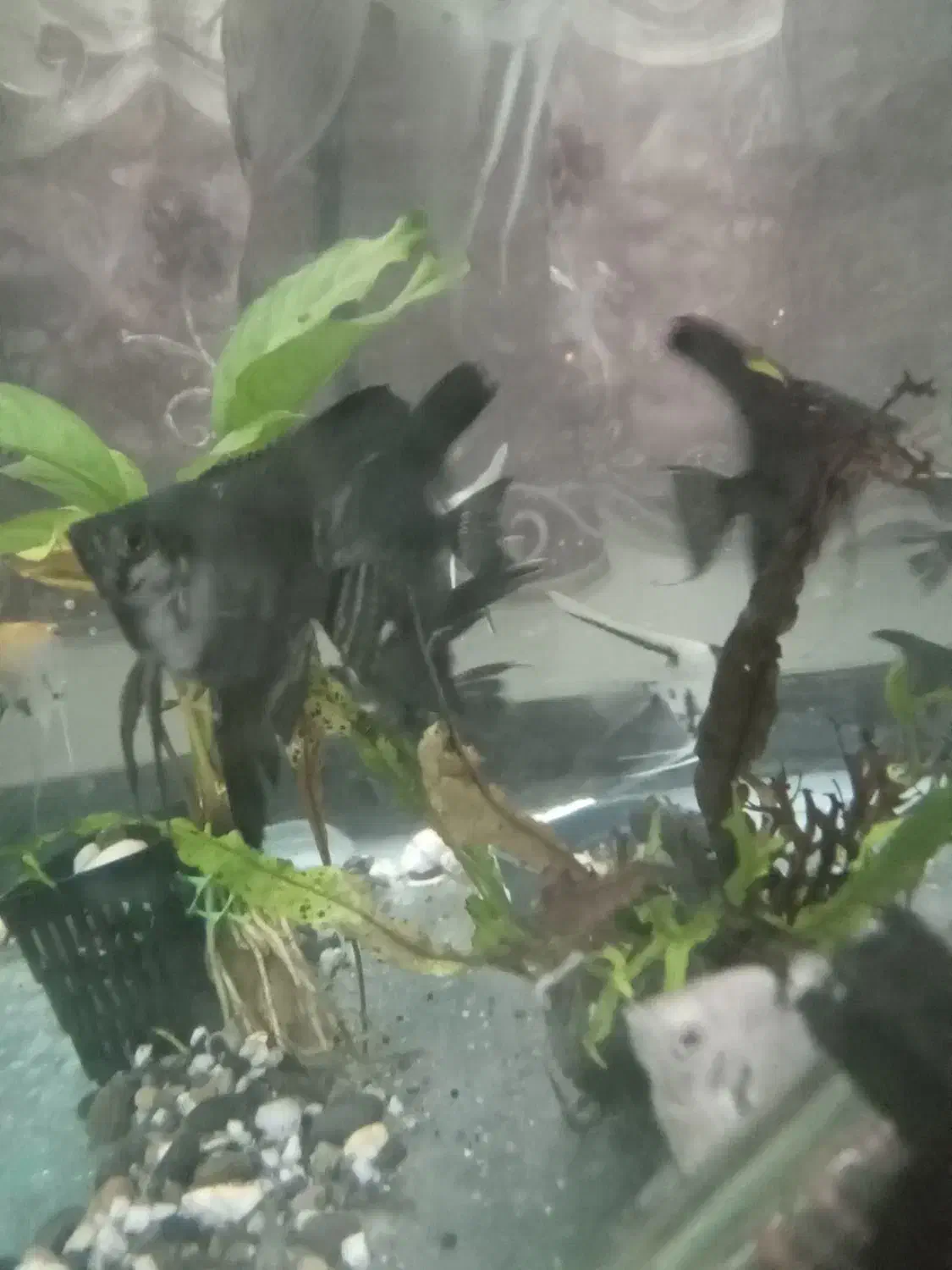 آنجل|ماهی|تهران, شهرک پاسداران|دیوار