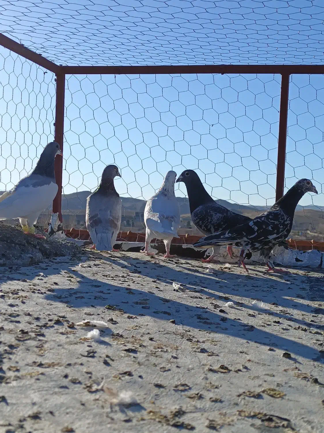 کفتر|پرنده|شیراز, سجادیه|دیوار