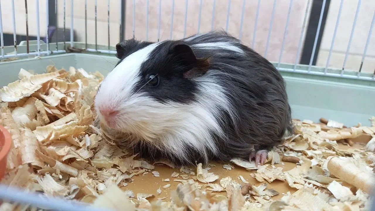 بچه خوکچه هندی|موش و خرگوش|اهواز, آریاشهر|دیوار