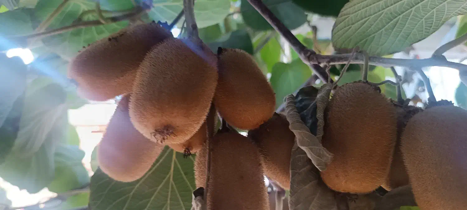 فروش کیوی حدود 60کیلو|خوردنی و آشامیدنی|قائمشهر, |دیوار