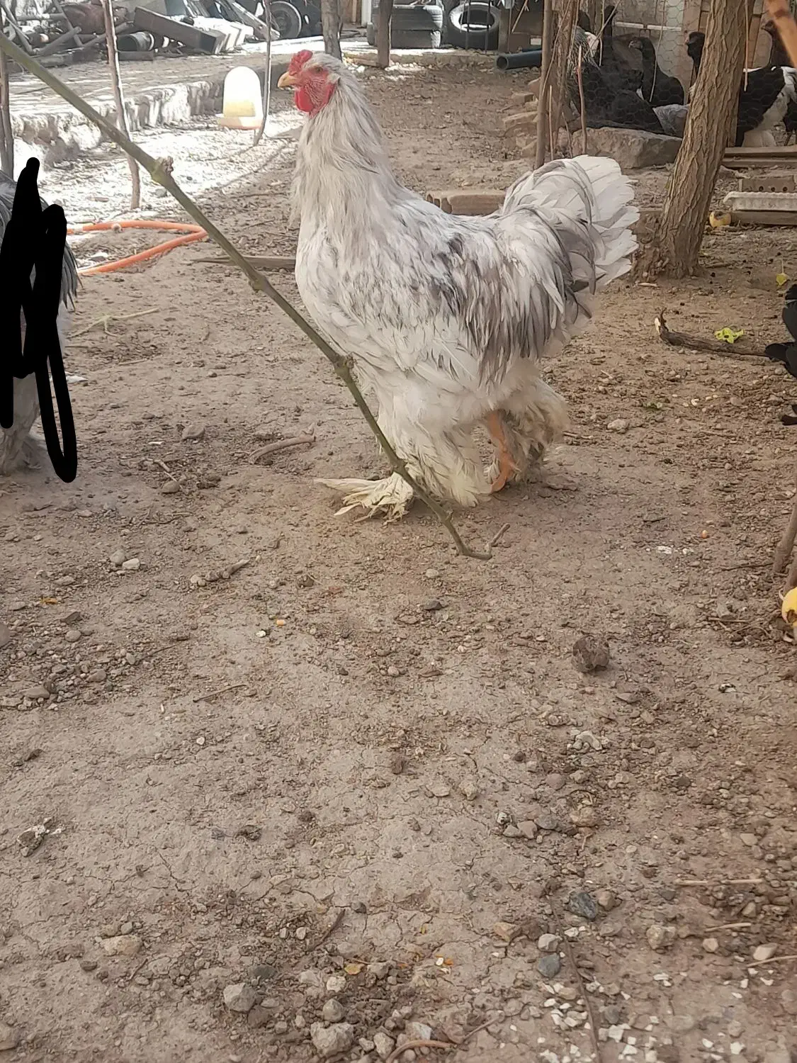 خروس برهما|حیوانات مزرعه|اهر, |دیوار