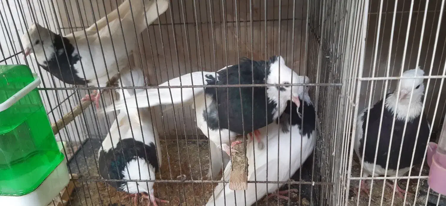 طوقی|پرنده|مشهد, سید رضی|دیوار