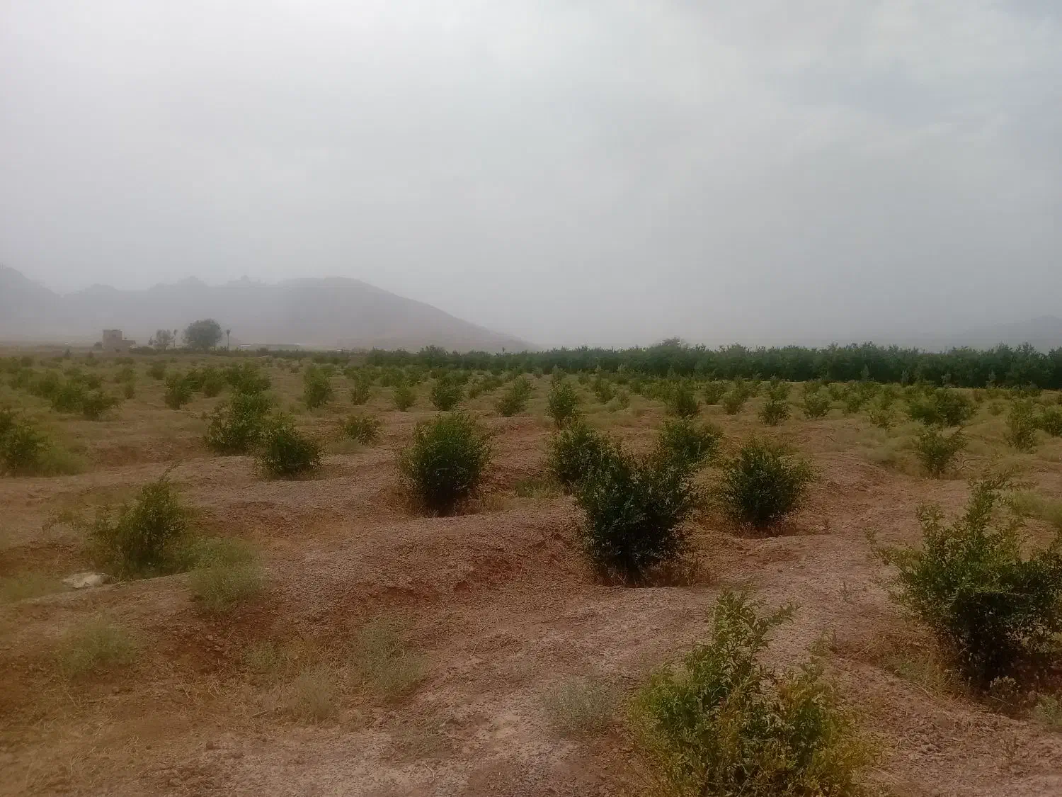 فروش یک قطعه زمین باغی با درخت با مجوز دیوار کشی|فروش دفتر صنعتی، کشاورزی، تجاری|شهرضا, |دیوار