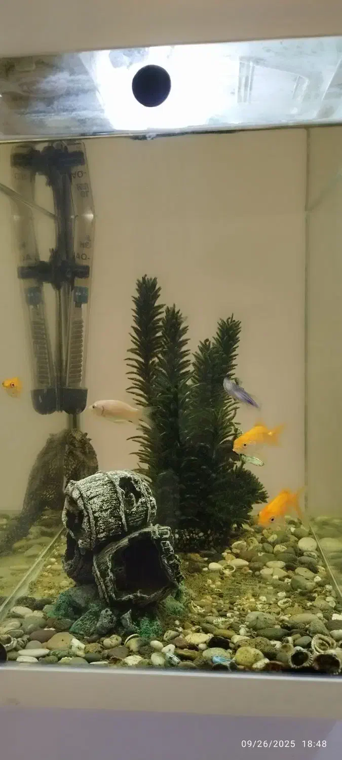 آکواریوم ماهیران به همراه ماهی|ماهی|خلخال, |دیوار