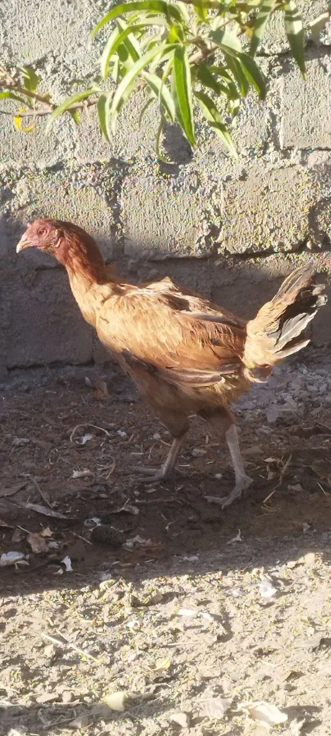 مرغ کوردی معاوضه با بوقلمون وکبوتر|حیوانات مزرعه|بوکان, |دیوار