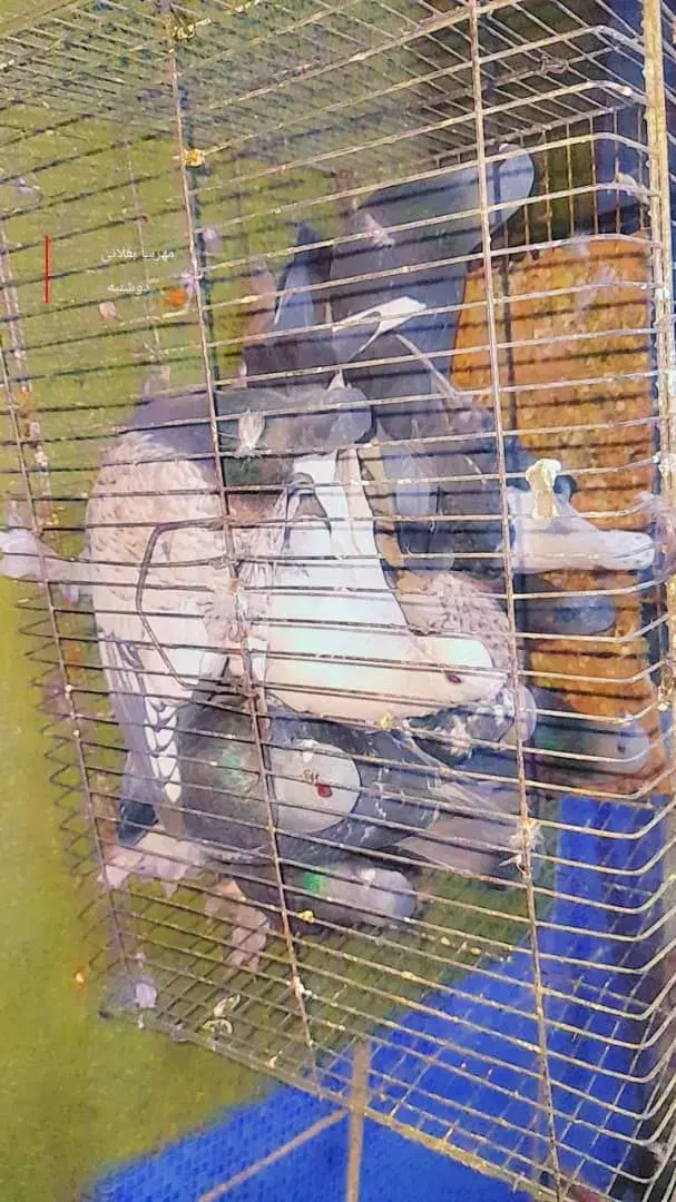 کفتر|پرنده|دهدشت, |دیوار