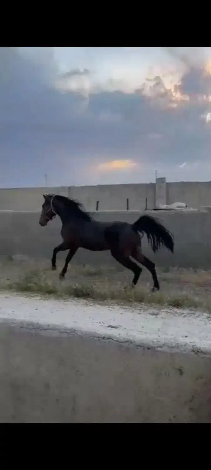 اسب نریان|اسب و تجهیزات اسب‌سواری|نظرآباد, احمد آباد|دیوار