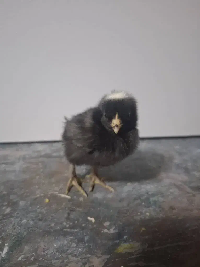 جوجه وتخم ،نژاده پیلموت راک (امروک)و ایام سمانی|حیوانات مزرعه|رشت, فخب|دیوار