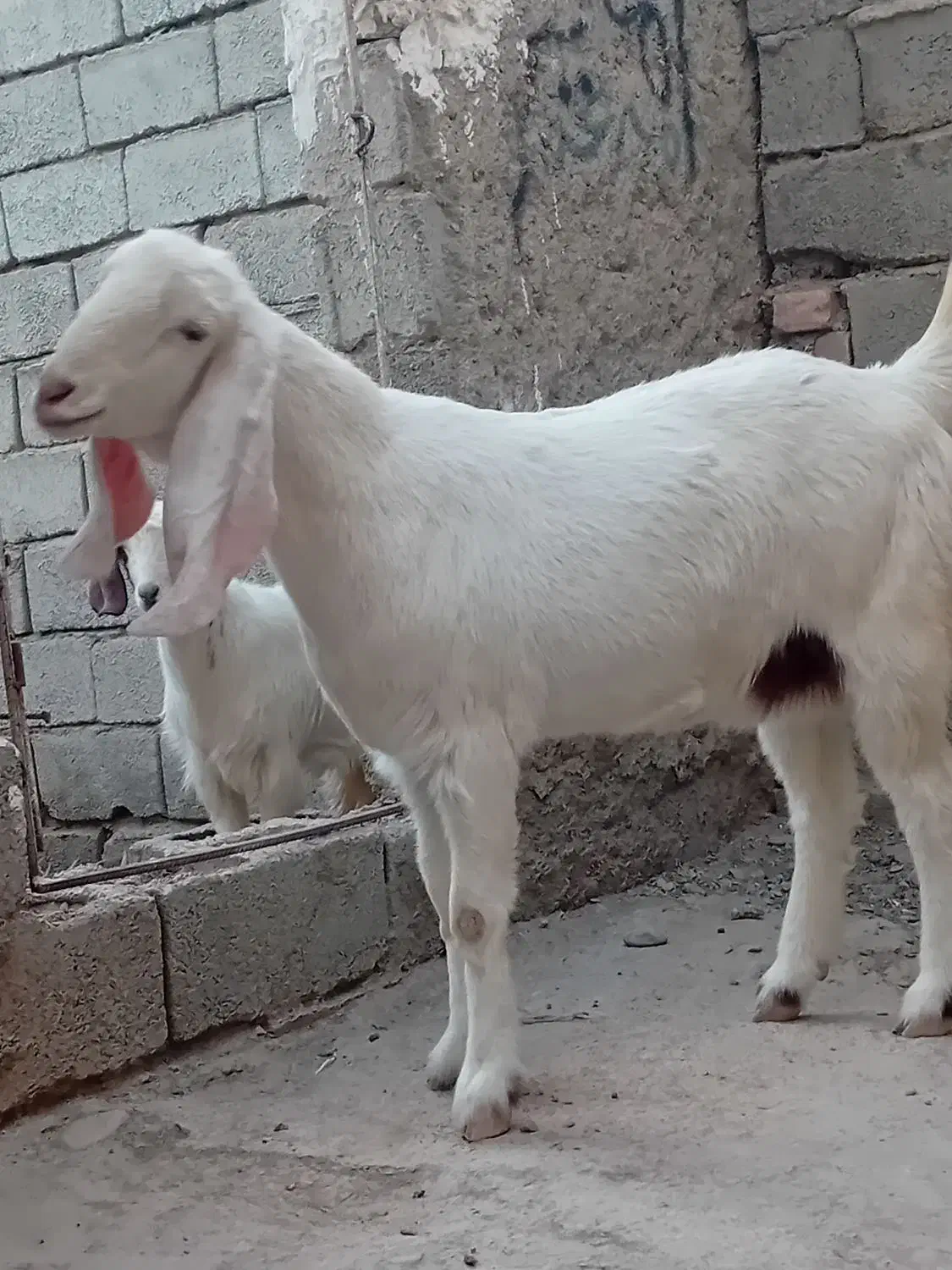 گوسفند|حیوانات مزرعه|سیب و سوران, |دیوار