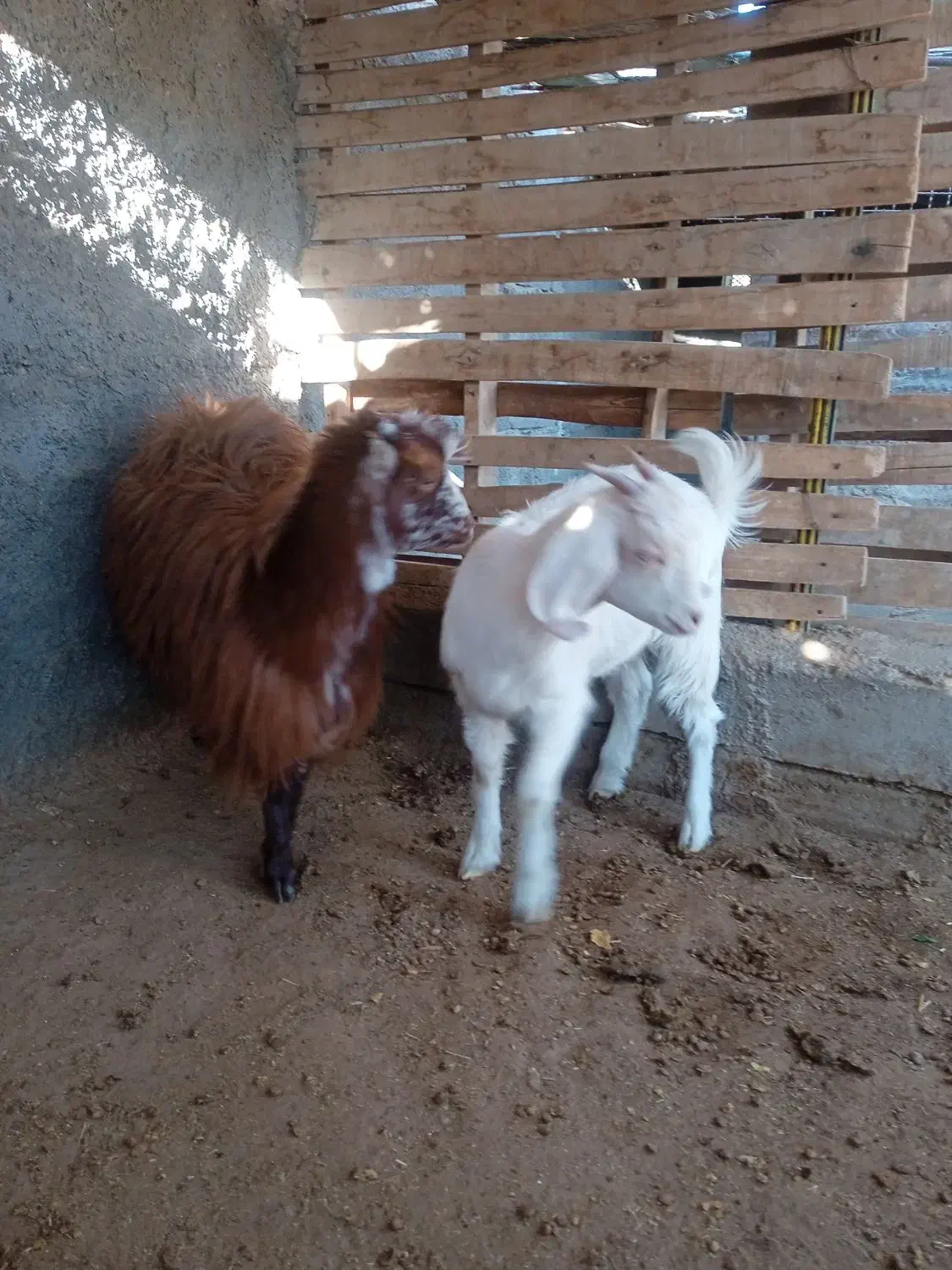 بزغاله ماده فروشی|حیوانات مزرعه|اسلامیه, |دیوار